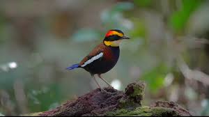 Paok Pancawarna - Beautiful Chirping Bird Video | TikTok