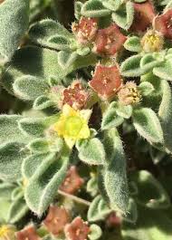 Image result for Tetragonia calycina