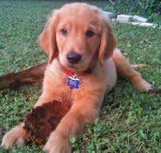 Dwarfism does occur in golden retrievers, which results in a smaller golden retriever and can also cause additional health concerns. Pin On So Cute
