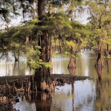 Education about the mississippi by three rivers program staff is now at mississippi gateway regional park. Cheniere Lake In West Monroe Louisiana Louisiana Swamp New Orleans Travel Louisiana Art