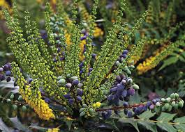 The green, yellow and creamy white foliage develops coppery red tips in full sun. 10 Flowering Evergreen Shrubs Finegardening In 2021 Dry Shade Plants Perfect Plants Plants