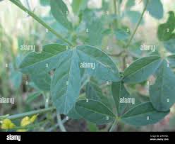 Image result for Crotalaria sphaerocarpa