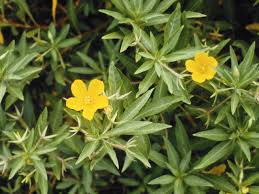 Image result for Ludwigia