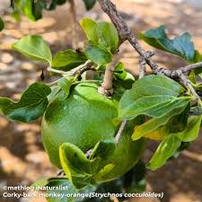 Image result for Strychnos