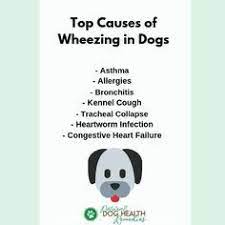 Possible Reasons Why A Dog Is Wheezing Possible Reasons Why A Dog Is Wheezing Like Our Facebook Https Ift Dog Allergies Dog Illnesses Dogs Health Remedies