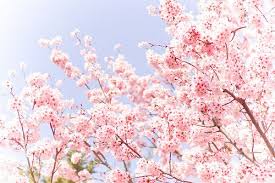 Bloemen Achtergrond Tumblr Google Zoeken Bloem Achtergrond Wallpaper Achtergronden Achtergrond Afbeeldingen