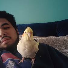 Lost bird in Joliet IL cathedral area