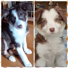 Lancaster puppies offers border collies for sale. Puppies Border Collie Fan Club