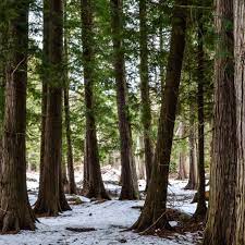 The name arborvitae or tree of life dates from the 16th century when the french. White Cedar Trees For Sale Northern White Cedar Trees For Sale Chief River Nursery