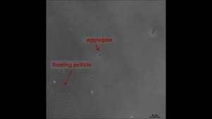 Convenience, ease of use and consistency are surely the reasons for coffee capsules enormous but for more expensive ones the price can reach just under 100$. Bacterial Survival In Microscopic Surface Wetness Elife