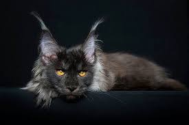 maine coon panosundaki pin