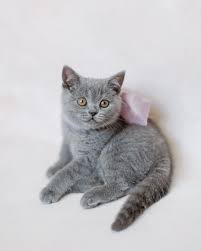 British shorthair kittens for sale from classifieds websites. British Shorthair For Sale British Shorthair Cat For Sale