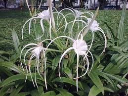 Swamp spider lily bulb hymenocallis littoralis white plant flower foliage. Photo Of The Entire Plant Of Spider Lily Hymenocallis Littoralis Posted By Songofjoy Garden Org