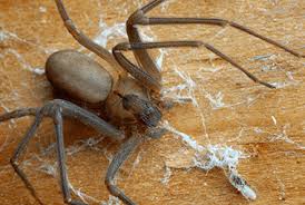 Brown recluse spiders (loxosceles reclusa) are commonly found in the central areas of the united states. Warm Tennessee Weather Makes Brown Recluse Spiders Happy Russell S Pest Control