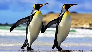 It measures 5 x 7. Hd Wallpaper Penguins Couple High Quality Picture Birds Wallpaper Flare