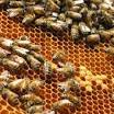 bee farming from www.agrifarming.in