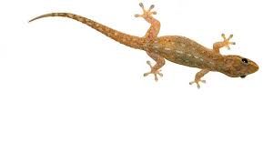 Check spelling or type a new query. Cecak Kayu Reptil Berbintil Dengan Daya Adaptasi Tinggi