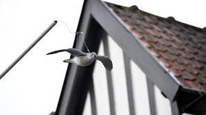 A Tourcoing Des Faucons Artificiels Pour Faire Fuir Les Pigeons