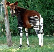 Chocolate Caramel Toffee Crackers Recipe Unusual Animals Rare Animals Weird Animals
