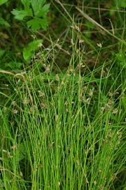 Image result for Isolepis setacea