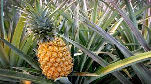 Enjoy a bit of the tropics by growing your own pineapple i can't imagine throwing away the green top off a pineapple fruit without making some attempt to grow it. Pineapple Tree Ananas Comosus Youtube