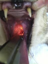 Clinical signs of nasal passage the early signs of nasal cancer in dogs or cats are: Management Of Respiratory Emergencies In Small Animals Veterinary Clinics Small Animal Practice