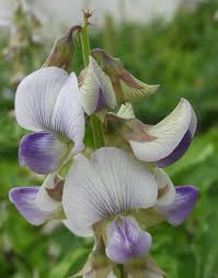 Image result for Crotalaria vasculosa