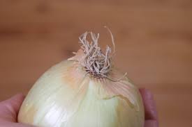 According to the national onion association, proper storage is key here. An Easy Way To Grow Onions From The Grocery Store Dreamy Home