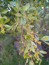 Image result for Searsia pyroides