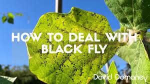 Image result for BLACKFLY ON TOMATO PLANTS