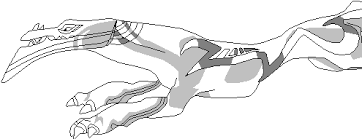 If sharing artworks, please make one thread for yourself and maintain that rather than creating many. Beau Running Template By Alexis101 On Deviantart