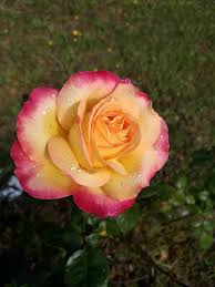 Free for your commercial project. Pink Flower Pretty Color Garden Spring Love Feelings Pikist