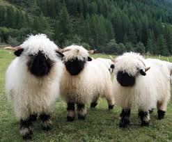 Black And White Sheep Breeds Nz Some Valais Blacknose Sheep Which Have Ridiculous Fluffy Fleeces And Fuzzy Black Faces Ears And Feet Cute Sheep Cute Animals Animals