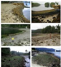 Clam Gardens Showing Variability In Form A Clam Garden In