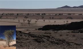 Image result for Loudetia kagerensis