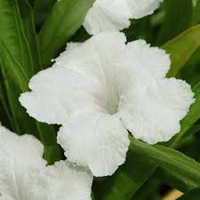 Mexican petunias are able to tolerate a wide range of growing conditions, but prefer wet or marshy soils, such as moist woodlands or the edges of ponds and lakes. Southern Star White Ruellia