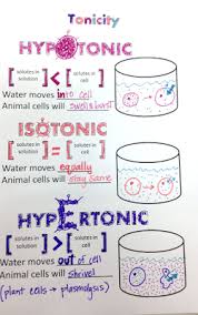 Kci Library Cell Transport Tonicity Doodle Notes