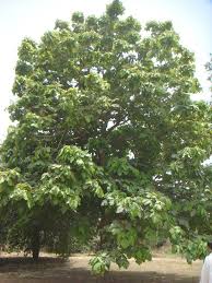 Image result for Fernandoa