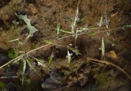 Image result for Capillipedium parviflorum