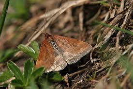 Image result for Pyrausta aerealis