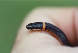 Http Www Floridanature Org Photos Diadophis Punctatus Punctatus 1a Tallahassee 200304 Jpg Southern Ringneck Snake Makes A Cool Pet Cool Pets Snake Lizard
