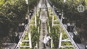 Remember, natural light has and will continue to exist preferable to artificial light. The Professionalization Of Cannabis Growing
