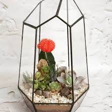 Choosing the pot or container for your cactus is very important and can affect your plant's health. Ideas For Plants In Terrariums