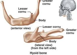Pin On Anatomia