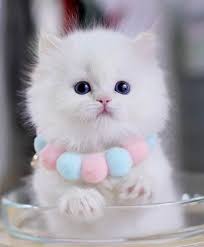 Check spelling or type a new query. Cute Cat Online Cutecatonline Twitter