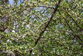 Image result for Pyrostria