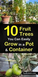 Growing fruit trees in containers is easy and you don't need much space. 10 Fruit Trees You Can Easily Grow In A Pot Or Container Fruit Tree Garden Fruit Trees Backyard Potted Fruit Trees