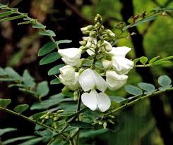 Image result for Tephrosia meisneri