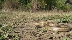 Dacă și copilul meu va fi astmatic? È™arpele Dintre Blocuri Herpetofauna Romaniei