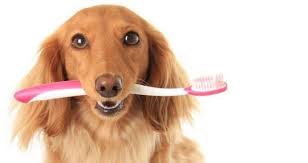 I denti sono organi durissimi, appartenenti all'apparato digerente. Mal Di Denti Nel Cane Cause Sintomi Prevenzione Cura E Rimedi Naturali Razzedicani Net